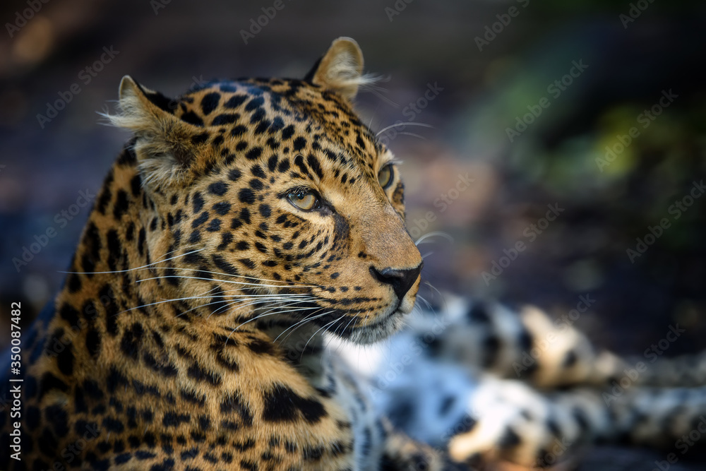Fototapeta premium Close up angry big leopard isolated on black background