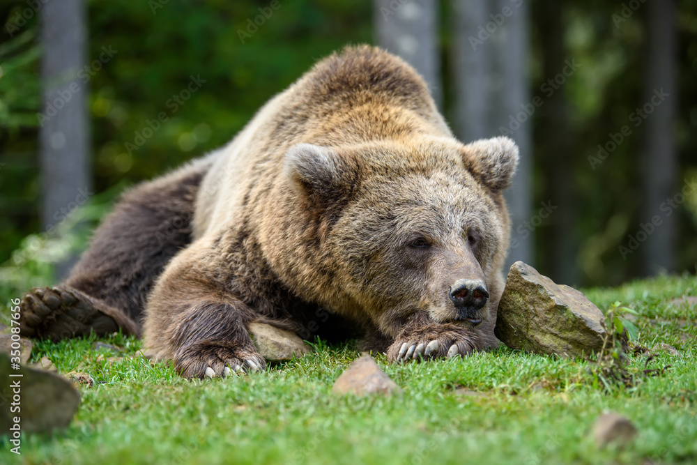 Close-up sleep brown bear portrait. Danger animal in nature habitat Close-up sleep brown bear portrait. Danger animal in nature habitat