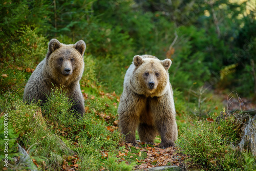 Two big brown bear in the forest. Dangerous animal in natural habitat. Wildlife scene