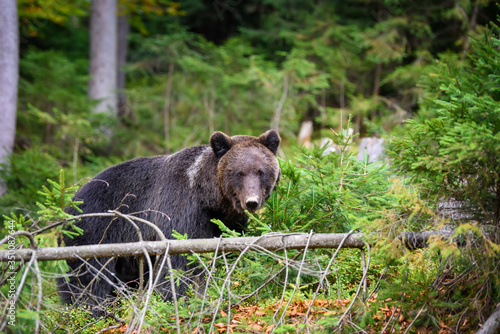 Big brown bear in the forest. Dangerous animal in natural habitat. Wildlife scene