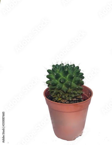 cactus in a pot isolated