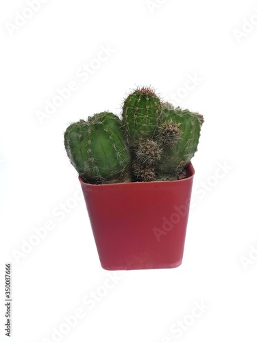 cactus in a pot isolated