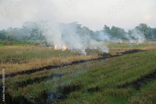Burning straw after harvest in rice field. 