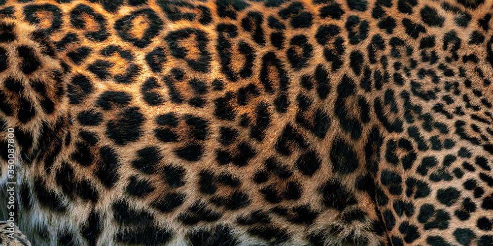 Leopard skin texture for background real fur Stock Adobe Stock