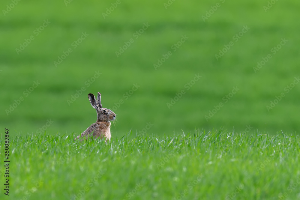 Cute hare sitting in spring grass. Wildlife scene from nature Cute hare sitting in spring grass. Wildlife scene from nature