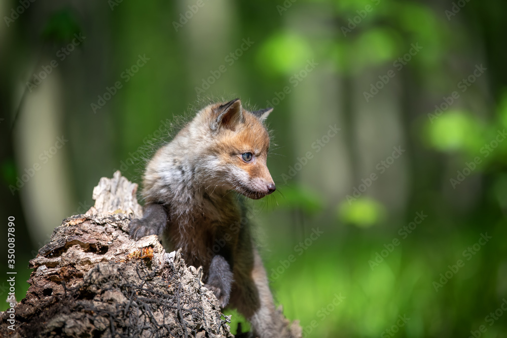 Obraz premium Red fox, vulpes vulpes, small young cub on stump