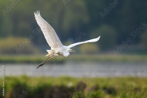 White heron, Great Egret, fly on the lake background. Water bird in the nature habitat