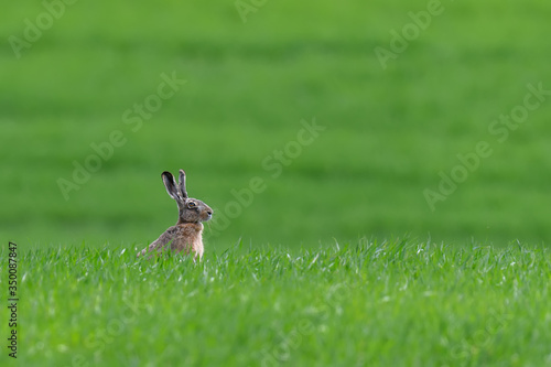 Cute hare sitting in spring grass. Wildlife scene from nature