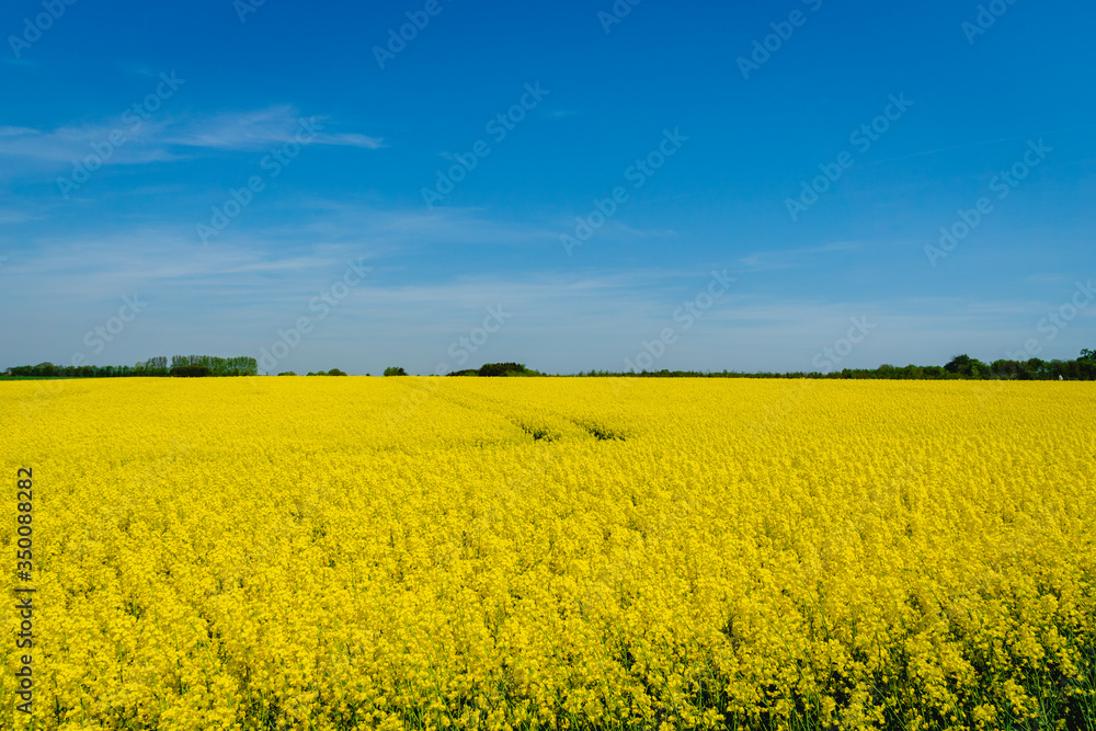 Denmark countryside landscape in spring with flower field Denmark countryside landscape in spring with flower field