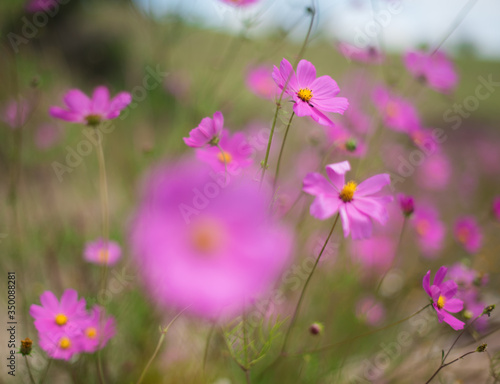 close up of pink flowers in the field