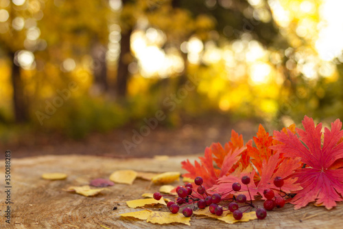 Autumn berries with red maple leaves on stump in the yellow forest  selective focus  fall season  thanksgiving concept