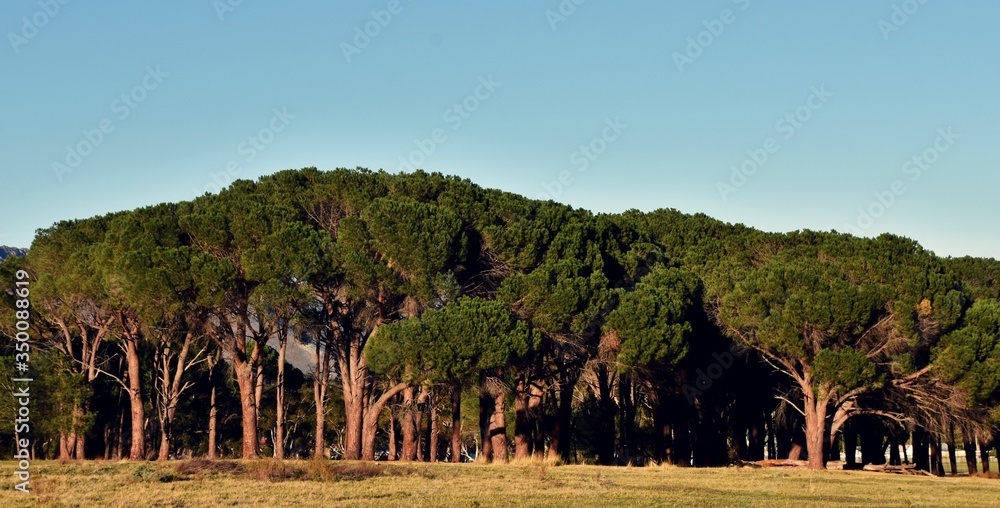 Landscape with Pine trees and blue sky