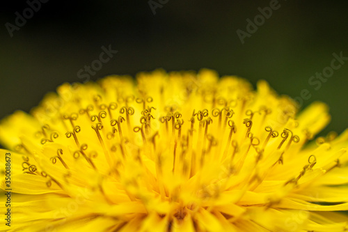 Bright yellow flower and its individual elements  stamens  in close-up focus. Dandelion in macro mode.