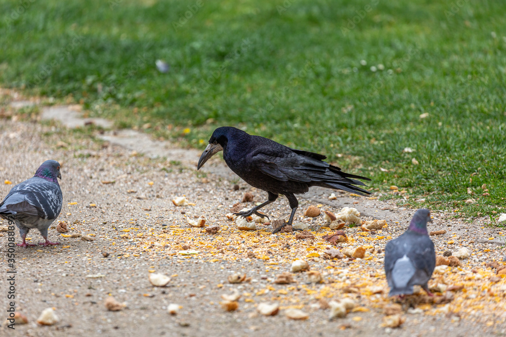 Fototapeta premium Raven and pigeons eat in park