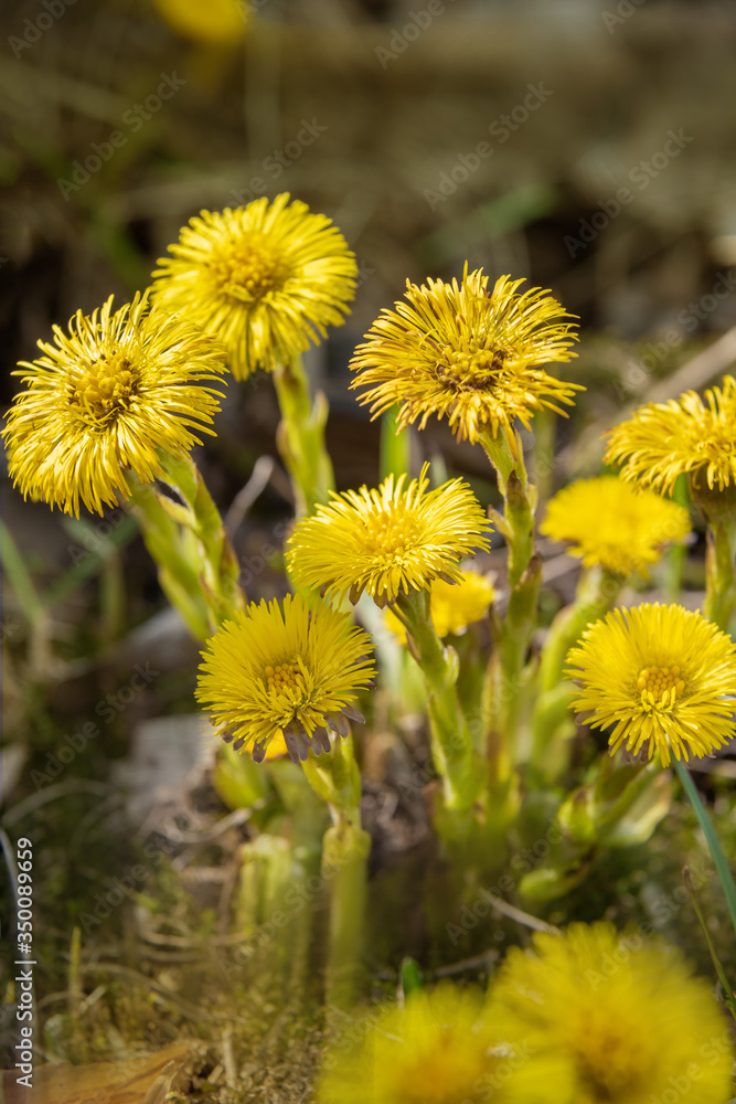 Yellow Coltsfoot flower or Tussilago farfara Yellow Coltsfoot flower or Tussilago farfara