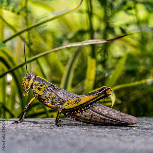 Square image of big grasshopper in Singapore photo