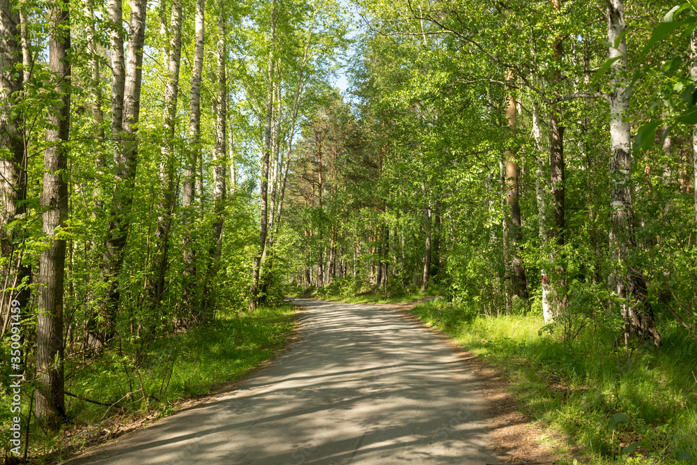 Fototapeta premium Road in woods among trees on a sunny day.