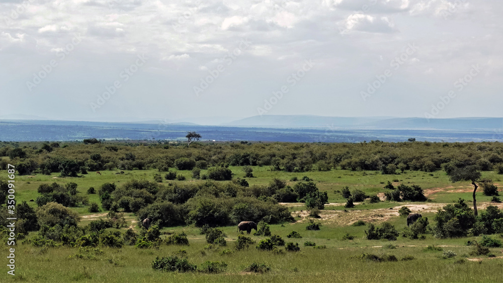 Wildlife. Good ecology. The endless savannah is covered with green grass. Trees and shrubs are everywhere. Elephants and antelopes graze calmly. On the horizon are silhouettes of mountains.