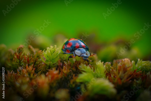 close-up ladybug on moss