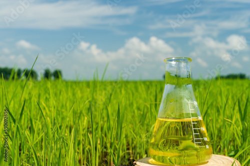 Image of a glass flask with a chemical solution on the background of young rice shoots. Glass bulb. Agrochemical solution. Chemical agent. Fertilizer. Plant protection.