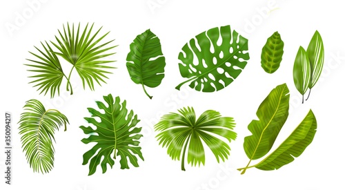 Tropic plants. Monstera and palm jungle leaves, green exotic foliage, nature botanical decorative collection. Vector illustration isolated collection tropical leaf set photo