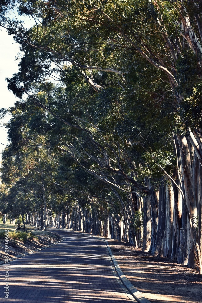 Close up of big Eucalyptus tree on a small rural road