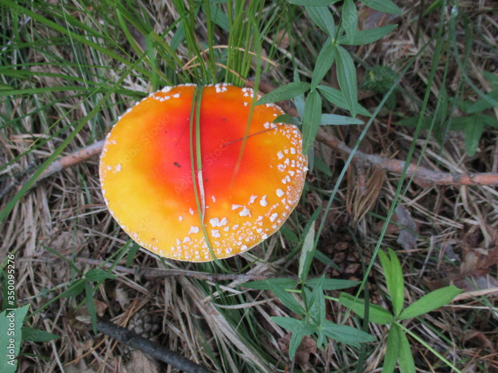 Red mushroom fly agaric. Inedible mushrooms Red mushroom fly agaric. Inedible mushrooms