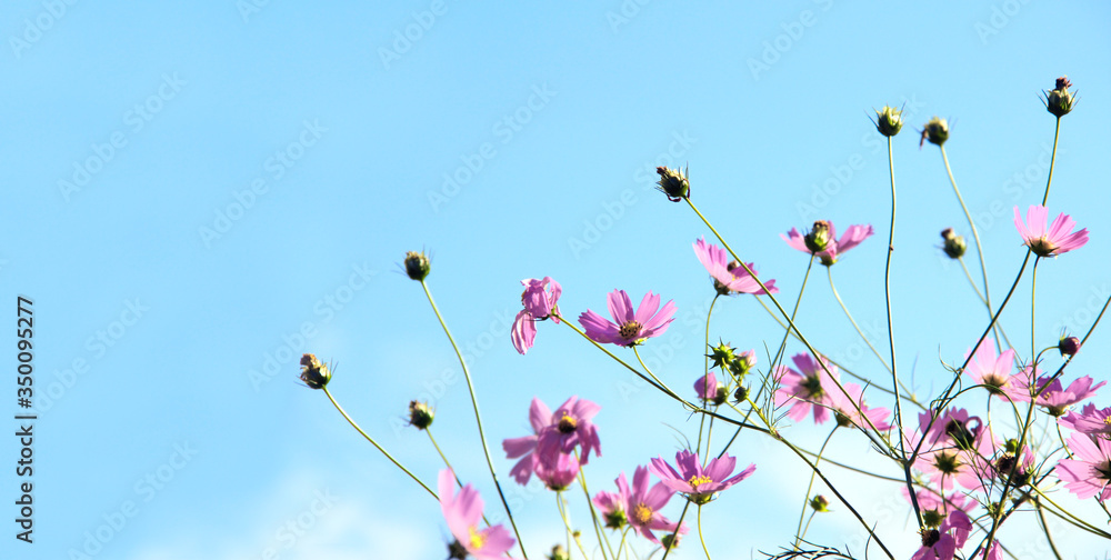 Horizontal nature banner with Cosmos  flowers