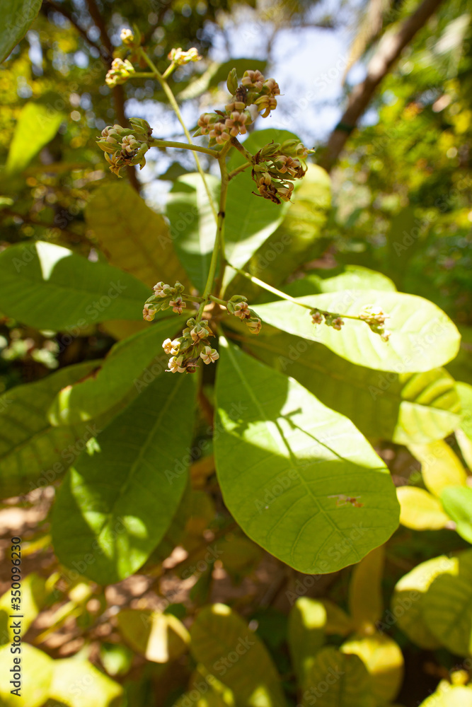 Cashew flowers grow on a plantation in the tropics. Cashew flowers grow on a plantation in the tropics.