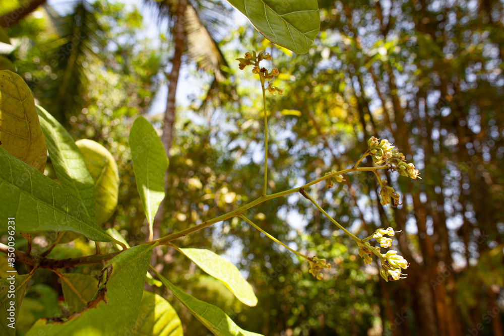 Cashew flowers grow on a plantation in the tropics.
