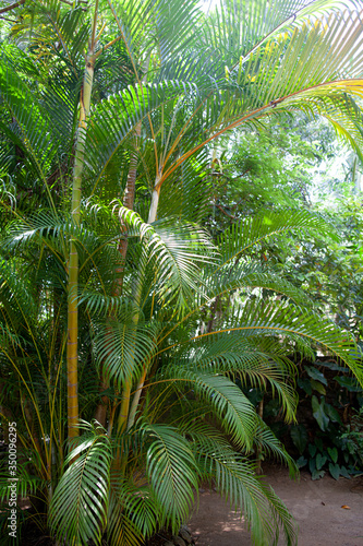 Palm tree branch in tropical country on a sunny day.