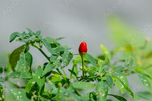 isolated red cumari pepper with leaves around in Rio de Janeiro. photo