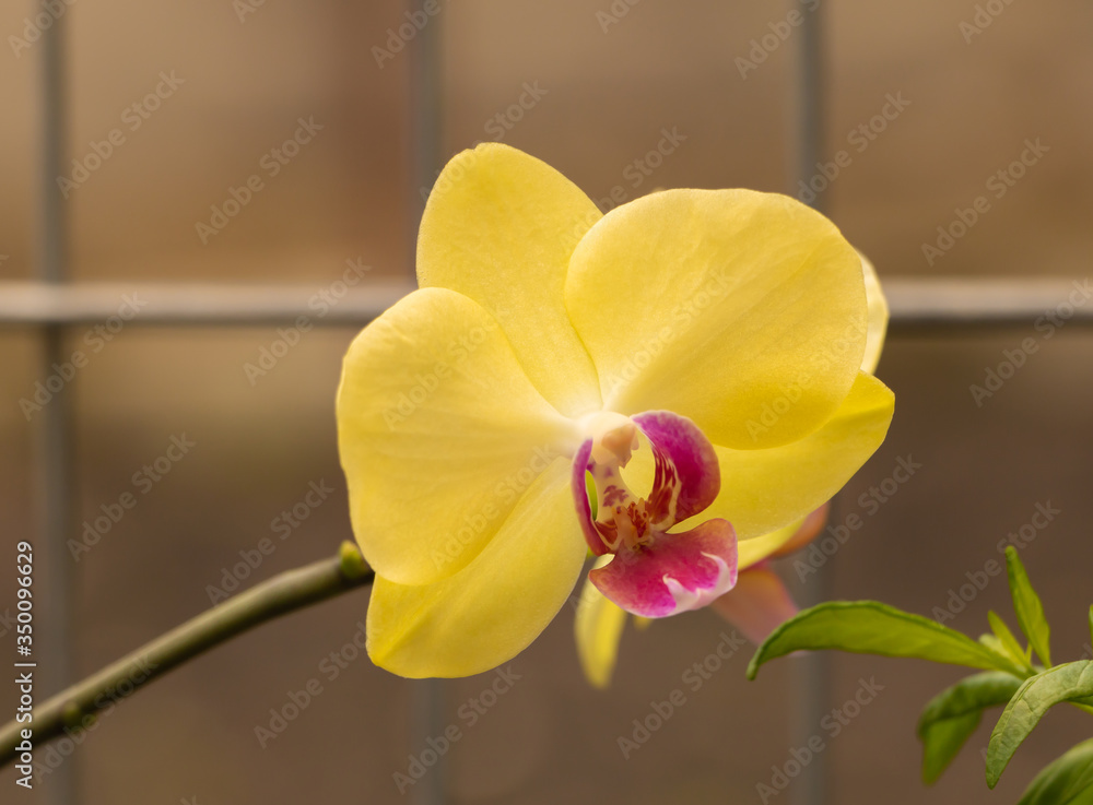 A yellow phalaenopsis orchid flower growing beautiful A yellow phalaenopsis orchid flower growing beautiful
