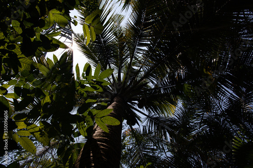 Beautiful palm forest in with the sun shining through the leaves in a tropical jungle.
