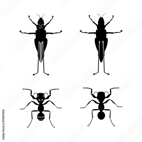 Shadow of an ant and a grasshopper on a white background