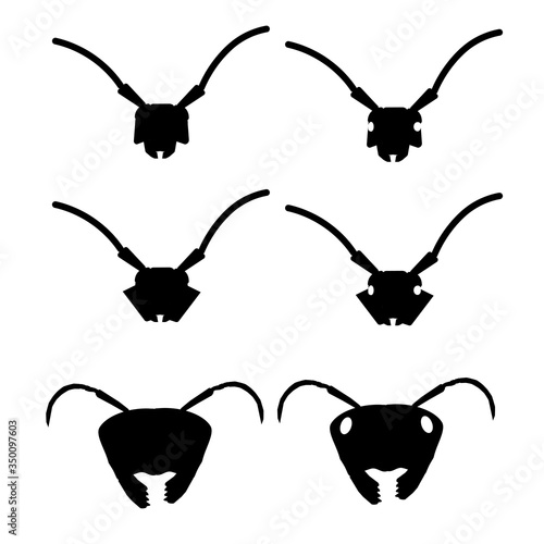 Shadow from the head of an ant and a barbel