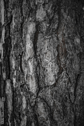 Fototapeta Naklejka Na Ścianę i Meble -  bark of a tree