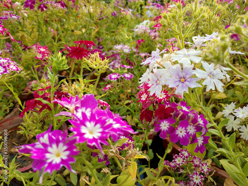 Beautiful gillyflowers blooming in Garden  beautiful little flowers close up in garden