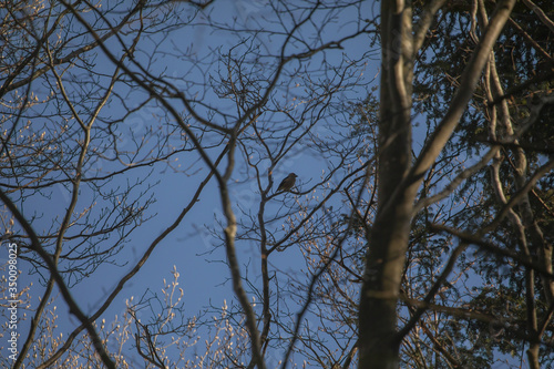 bird on tree branches against blue sky