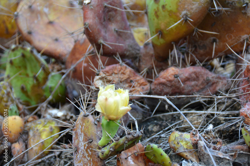opuntia plant  with a yellow flower