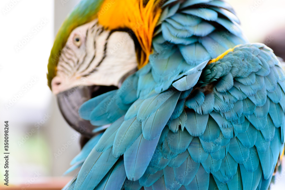 Obraz premium Blue and yellow macaw parrot arranging its colorful feathers