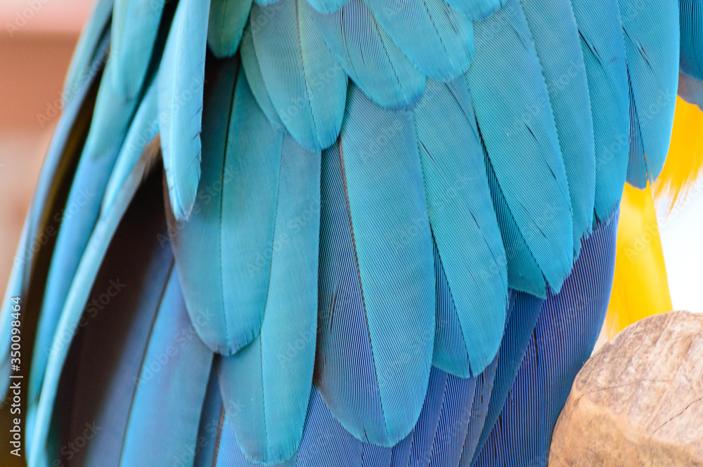 Obraz premium Elegant macro natural texture of the feathers of a blue and yellow macaw parrot