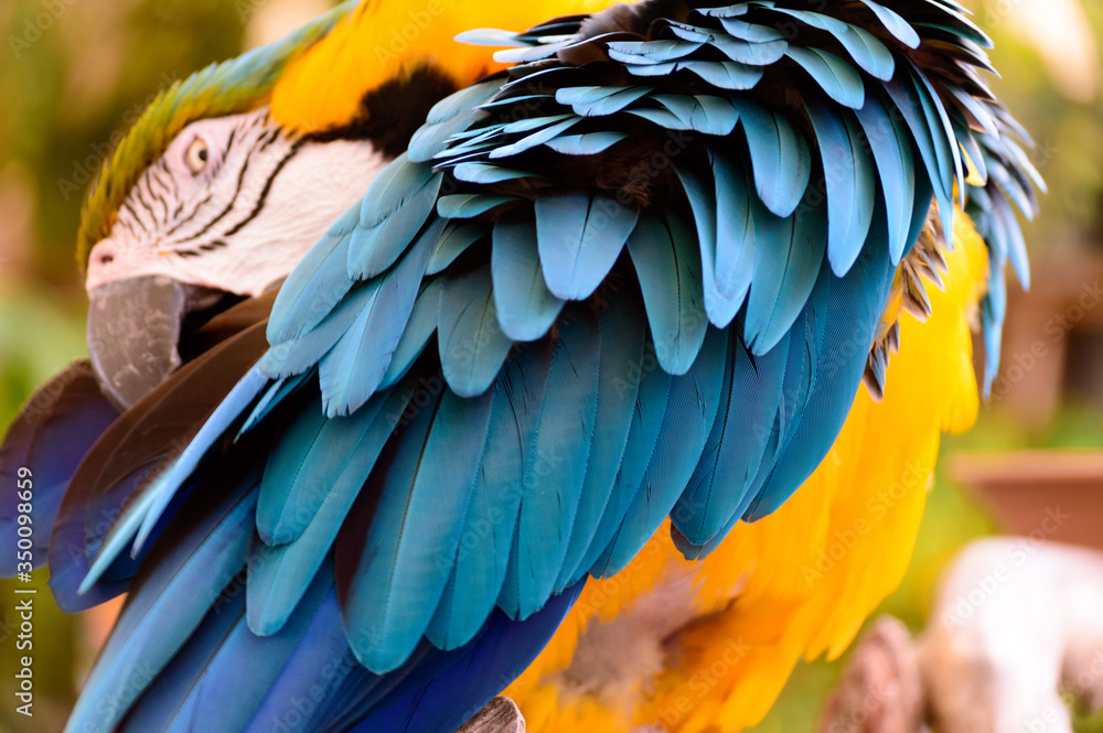 Obraz premium Blue and yellow macaw parrot arranging its colorful feathers