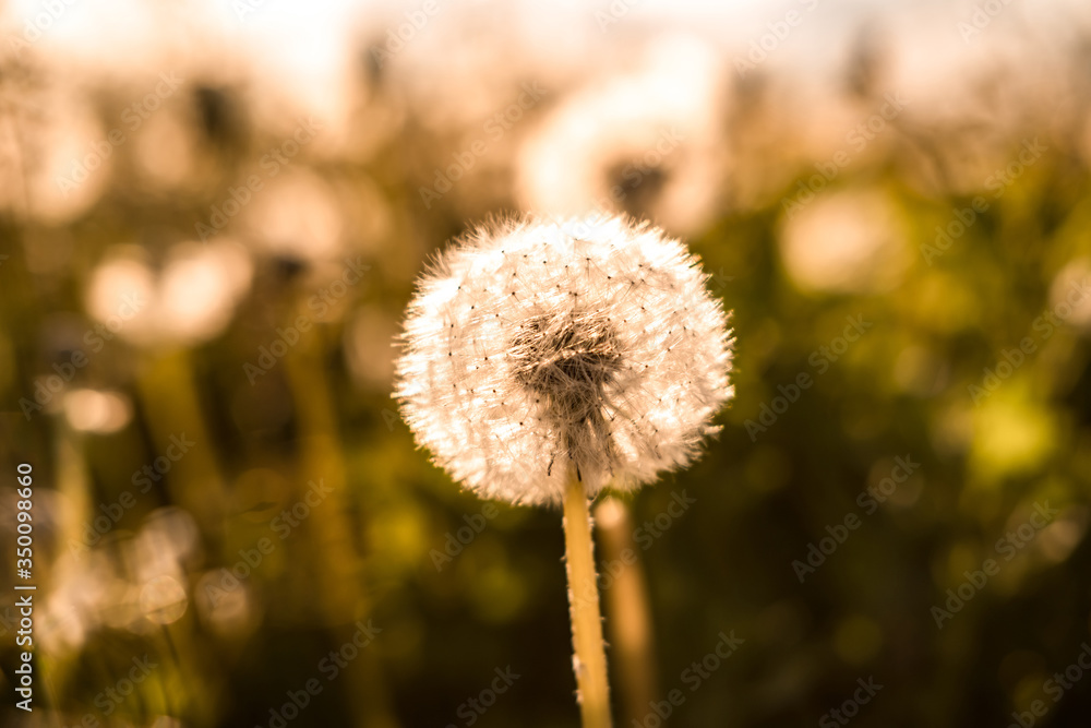 Fototapeta premium field of dandelions in the rays of the setting sun