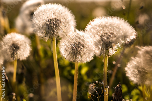 field of dandelions in the rays of the setting sun