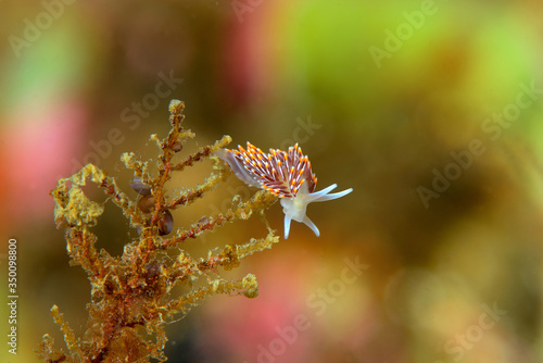 Wallpaper Mural The nudibranch Cuthona soboli from Sea of Japan, North Primorye, Russia. Torontodigital.ca