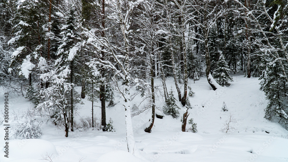 Fototapeta premium Landscape winter forest in the mountains