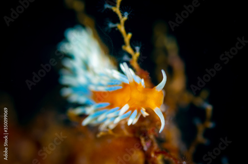 The nudibranch Trinchesia ornata from Sea of Japan  North Prin morye  Russia.