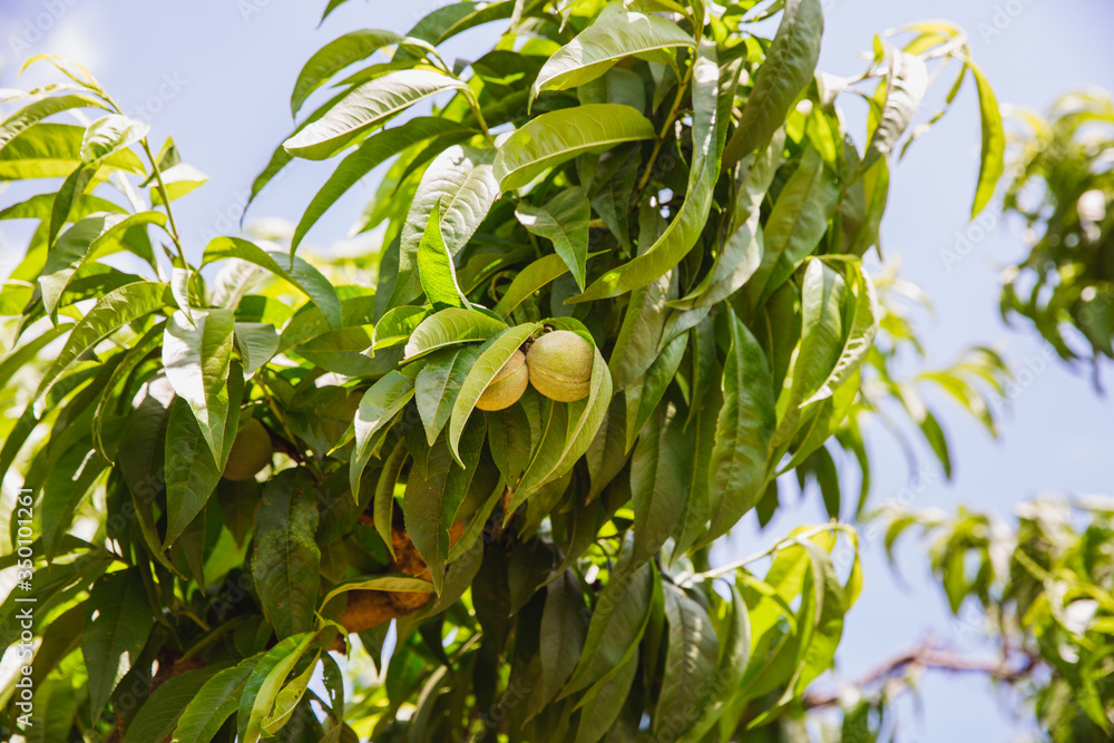 Organic green peach fruits on tree in big garden