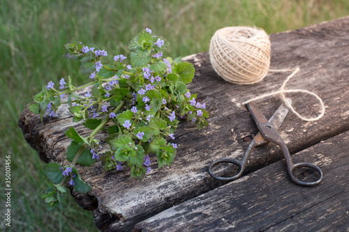 Fresh bunch of cut grass Glechoma hederacea on a wooden background with old scissors and twine, low depth of field. Preparation of medicinal herbs in early spring. The concept of natural medicine.